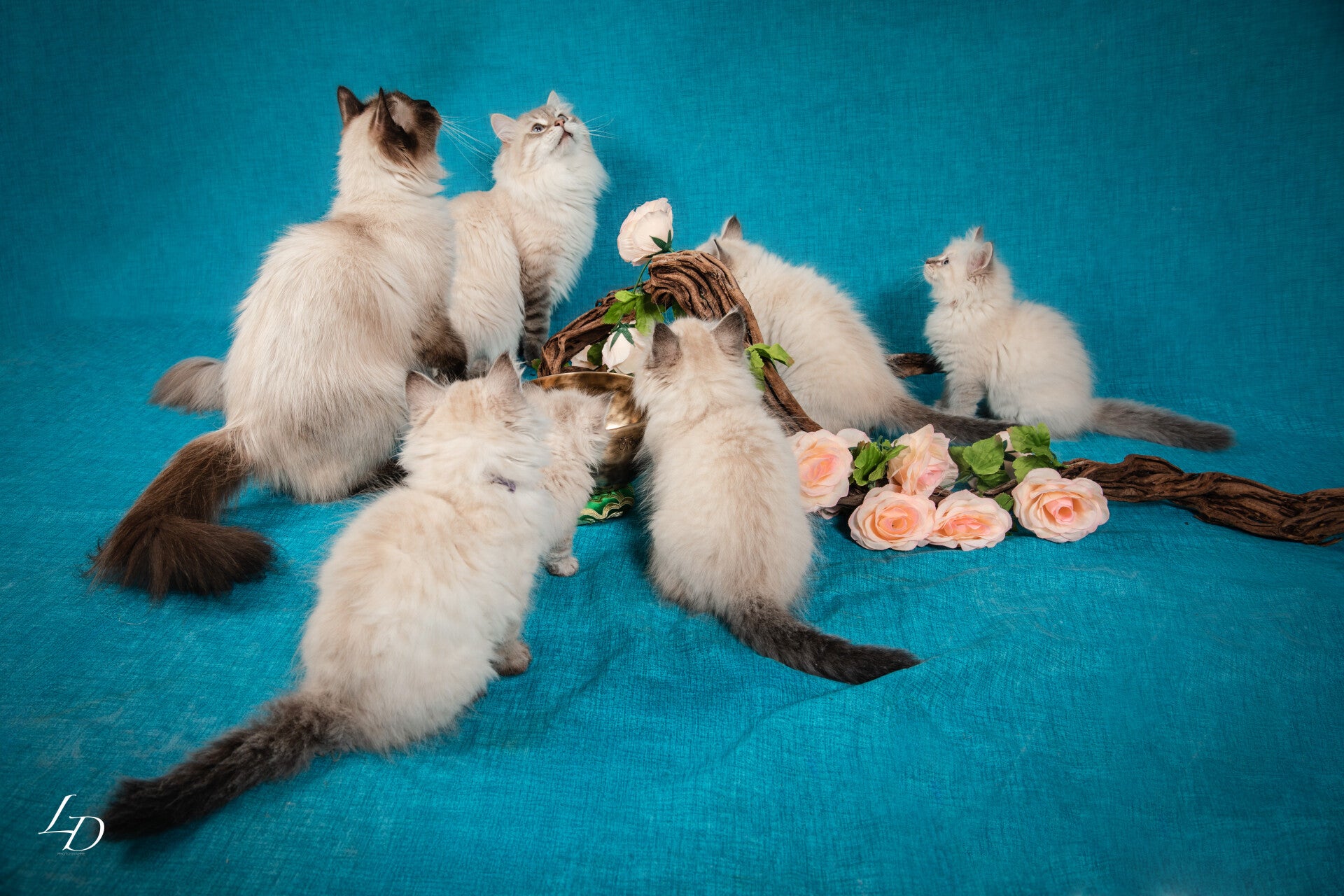 Souvenir de portée, album 2, photo 3