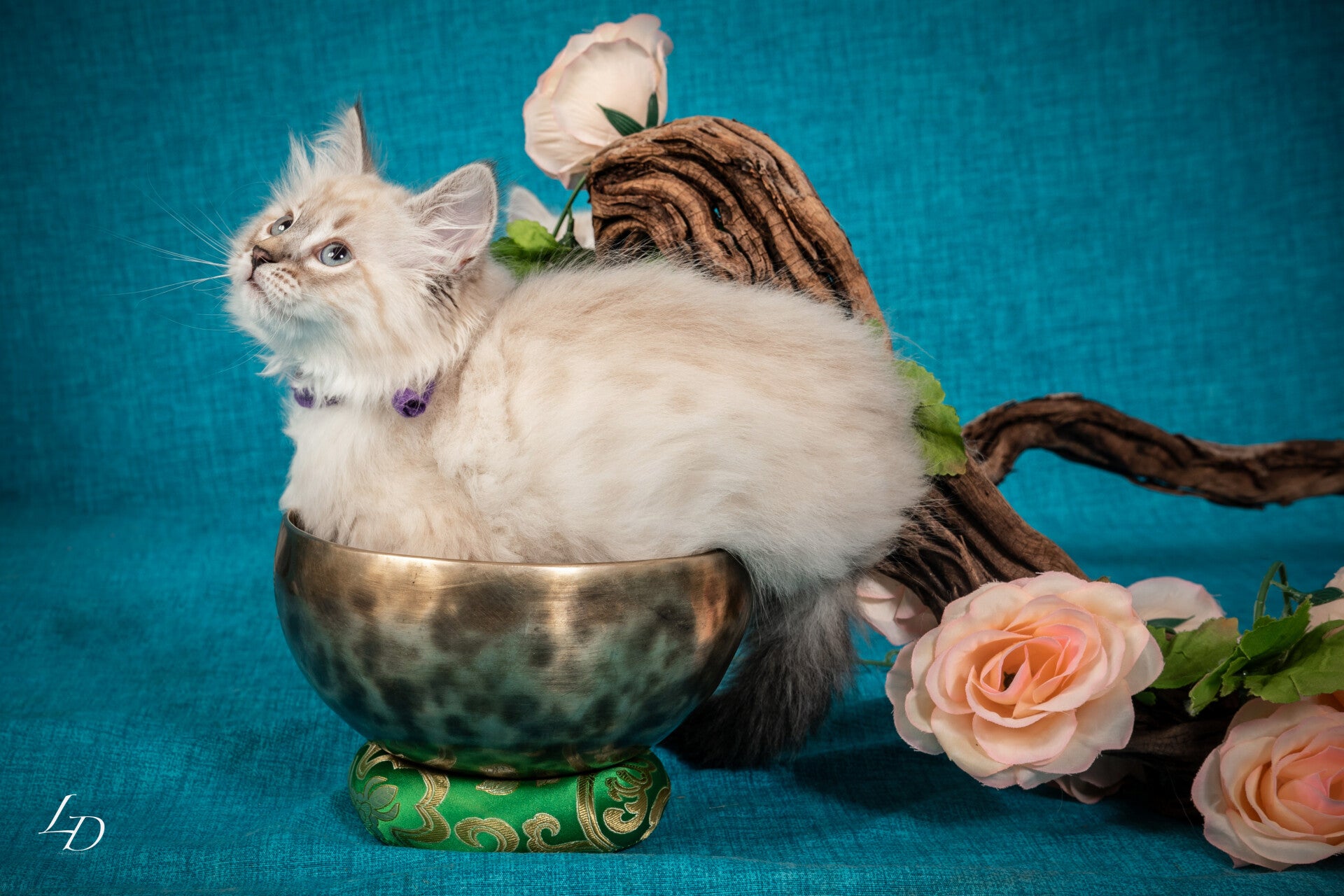 Souvenir de portée, album 2, photo 9